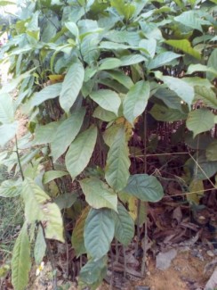 Cay gioi giống