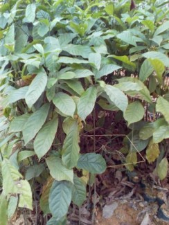 Cay gioi giống