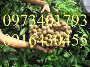 Giống cây Nhãn Không Hạt