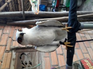 Bán chim diều trắng đã thuần, rất dễ thương, ngoãn