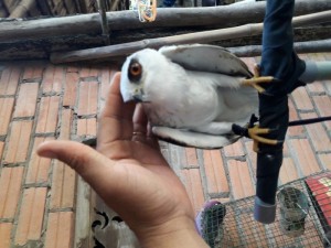 Bán chim diều trắng đã thuần, rất dễ thương, ngoãn