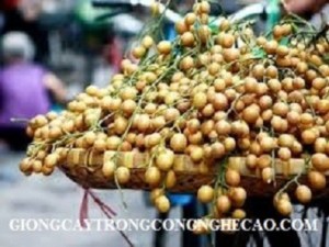 Chuyên cung cấp các loại cây giống: na thái, vú sữa, thanh long, quất hồng bì