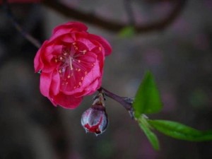 Chuyên cung cấp giống cây đào bích,cây đào bích,hoa đào,đào,đào bích, đào hoa,hoa tết