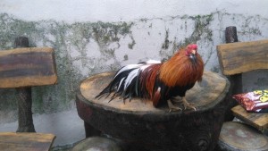 Gà tân châu