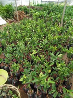 Chuyên cung cấp giống cây bưởi da xanh, bưởi da xanh miền bắc,nam