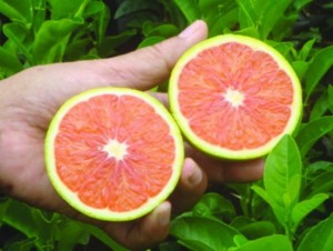 Bán giống cây cam cara ruột đỏ, chuẩn giống, giao cây toàn quốc.
