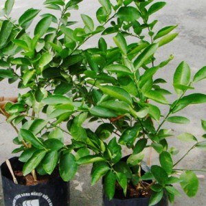 Bán cây giống chanh máu nhập khẩu, quả đỏ ruột đỏ, chuẩn giống, giao cây toàn quốc
