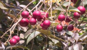 Bán cây giống nhãn tím, chuẩn giống, giao cây toàn quốc.