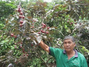 Bán cây giống nhãn tím, chuẩn giống, giao cây toàn quốc.