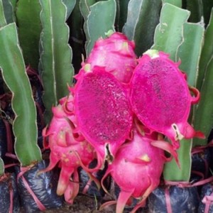 Bán giống cây thanh long ruột đỏ chuẩn giống, giao cây toàn quốc.