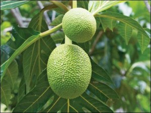 Bán cây giống sake, cam kết chuẩn giống, giao cây toàn quốc.