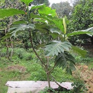 Bán cây giống sake, cam kết chuẩn giống, giao cây toàn quốc.