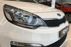 Những đường gân dập nổi kéo dài từ trước ra sau và bố trí tương đồng