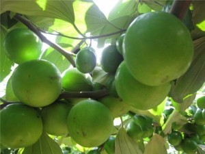Chuyên cung cấp giống cây táo thái lan,táo thái lan,táo thái,giống táo thái ,táo,số lượng lớn