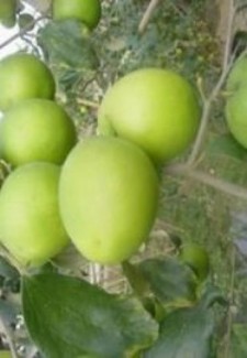 Chuyên cung cấp giống cây táo thái lan,táo thái lan,táo thái,giống táo thái ,táo,số lượng lớn