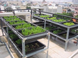 Chậu nhựa trồng rau đen sâu - Chậu nhựa trồng rau giá rẻ