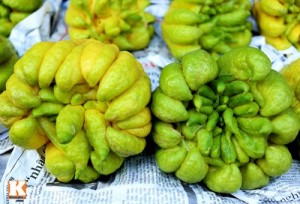 Bán giống cây phật thủ, chuẩn giống, giao cây toàn quốc.