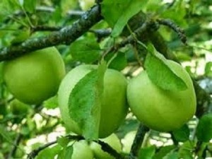Bán giống cây táo Thái Lan, chuẩn giống, giao cây toàn quốc.