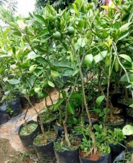 Chuyên cung cấp giống cây cam cara ruột đỏ,cam cara,cam ruột đỏ,cam,cam cara ruột đỏ