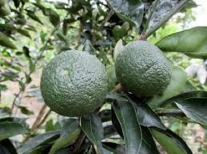 Chuyên cung cấp giống cây cam sành,cam sành,cam,cam sành bắc giang,cam sành,cam