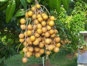Cây giống nhãn muộn hưng yên, nhãn miền thiết, nhãn sớm, chuẩn giống, số lượng lớn, giao cây toàn quốc.