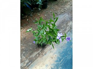 Cây giống Lài nhật
