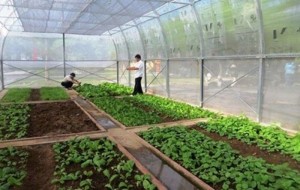 Lưới Chắn Côn Trùng
