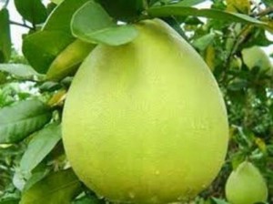 Chuyên cung cấp giống cây bưởi Bưởi năm roi, số lượng lớn, cây giống F1, giao hàng toàn quốc