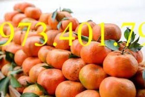 Giống cây Cam đường canh giá rẻ