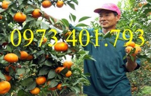 Giống cây cam đường canh, cam đường canh, cây cam đường canh, cây cam, kĩ thuật trồng cây cam