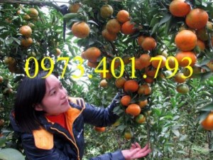 Giống cây cam đường canh, cam đường canh, cây cam đường canh, cây cam, kĩ thuật trồng cây cam