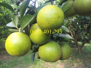 Giống cây Cam Vinh