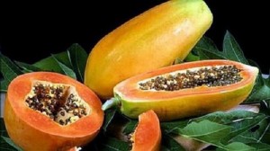 Chuyên cung cấp giống cây đu đủ đài loan, đu đủ đài loan f1,đu đủ đài loan,đu đủ ruột đỏ