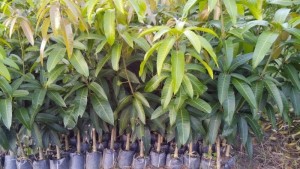 Cây giống xoài úc, cung cấp giống chuẩn f1, cam kết chuẩn giống đến khi cây ra quả.