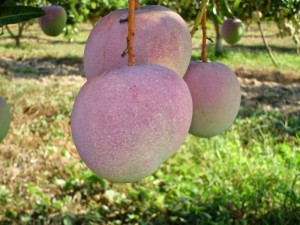 Cây giống xoài úc, cung cấp giống chuẩn f1, cam kết chuẩn giống đến khi cây ra quả.