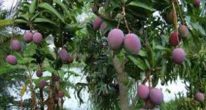 Cây giống xoài úc, cung cấp giống chuẩn f1, cam kết chuẩn giống đến khi cây ra quả.