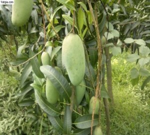 Cây giống xoài Thái Lan, số lượng lớn, giao cây toàn quốc