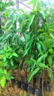 Cây giống xoài Thái Lan, số lượng lớn, giao cây toàn quốc