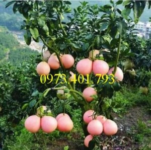 Giống cây bưởi đỏ Phúc Kiến, bưởi đỏ Phúc Kiến, cây bưởi đỏ Phúc Kiến, bưởi đỏ, cây bưởi đỏ, kĩ thuật trồng