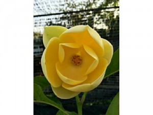 Cây hoa mộc lan vàng