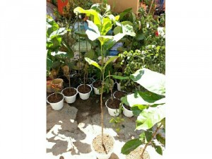 Cây hoa mộc lan vàng