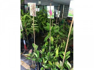 Cây hoa mộc lan hồng