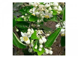 Tinh dầu bưởi linh huong