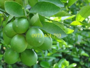 Cây giống Chanh Không Hạt