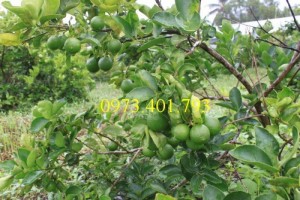 Cây giống Chanh Không Hạt