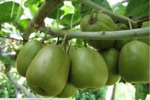 Bán cây giống kiwi nhập khẩu, kiwi ruột vàng, kiwi ruột xanh, kiwi ruột đỏ, cây kiwi, cây giống nhập khẩu