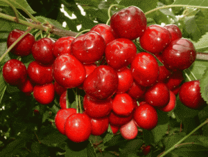 Bán cây cherry có hoa có quả, số lượng lớn, giao cây toàn quốc.