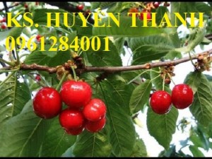 Bán cây giống cherry nhập khẩu, số lượng lớn, giao cây toàn quốc.