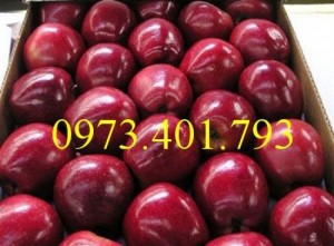 Cung cấp cây giống táo đỏ mỹ vỏ đỏ ruột đỏ, uy tín, chất lượng