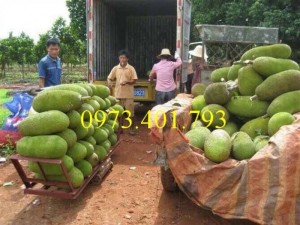 Giống cây mít trái dài Malaysia, cây mít trái dài, mít trái dài, cây mít